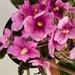 8 30 African Violets