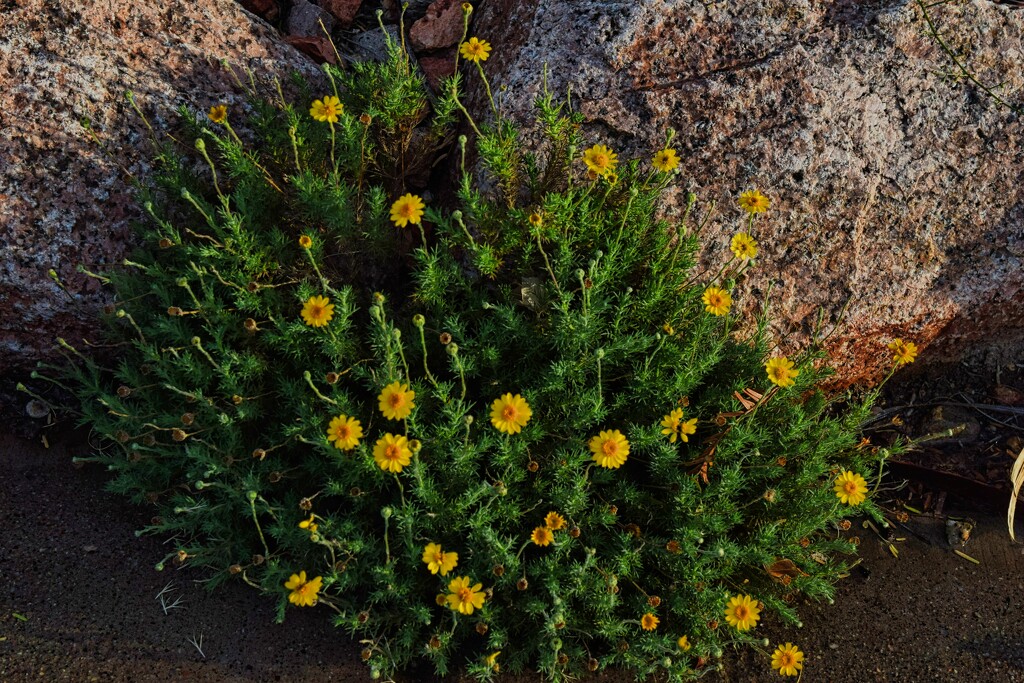 8 31 Rocks and flowers by sandlily