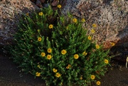 31st Aug 2024 - 8 31 Rocks and flowers