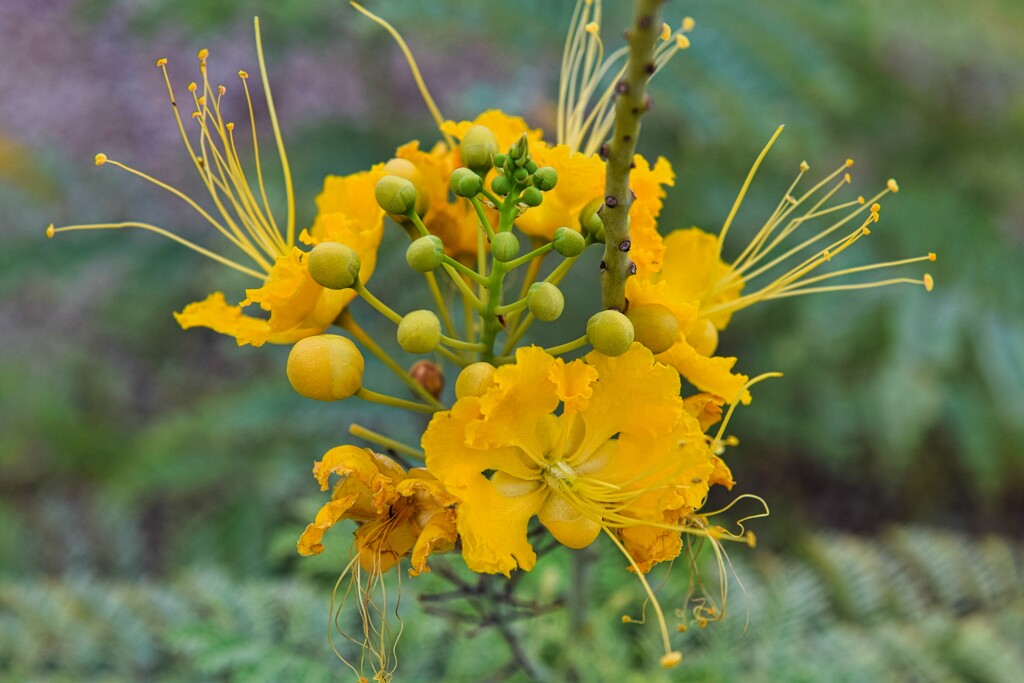 8 31 Yellow  Mexican Bird of Paradise by sandlily