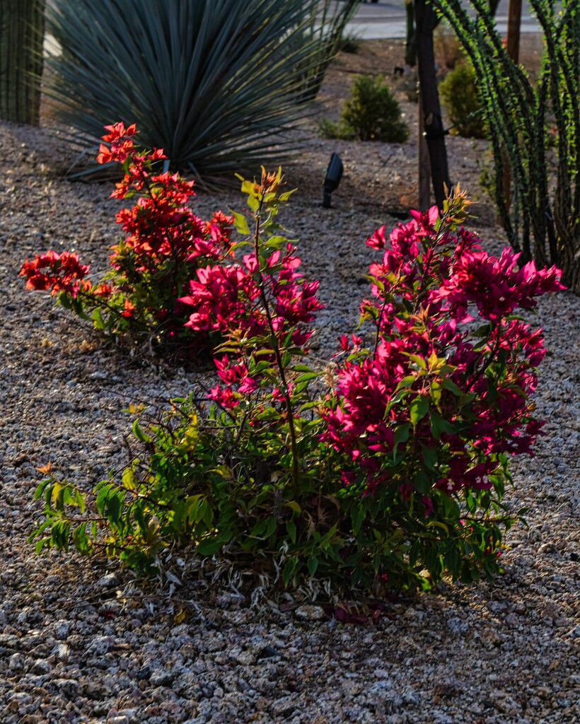 8 31 Bougainvillea morning light by sandlily