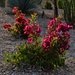 8 31 Bougainvillea morning light