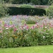 Bangor Castle Walled Garden