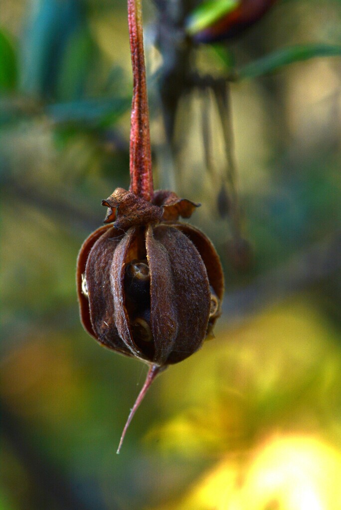 Chilean lantern tree seed head~~~~ by ziggy77