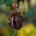 Chilean lantern tree seed head~~~~