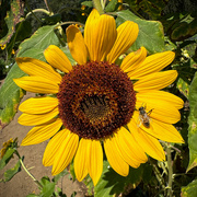 13th Sep 2024 - Sunflower #5