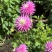 More Dahlias 