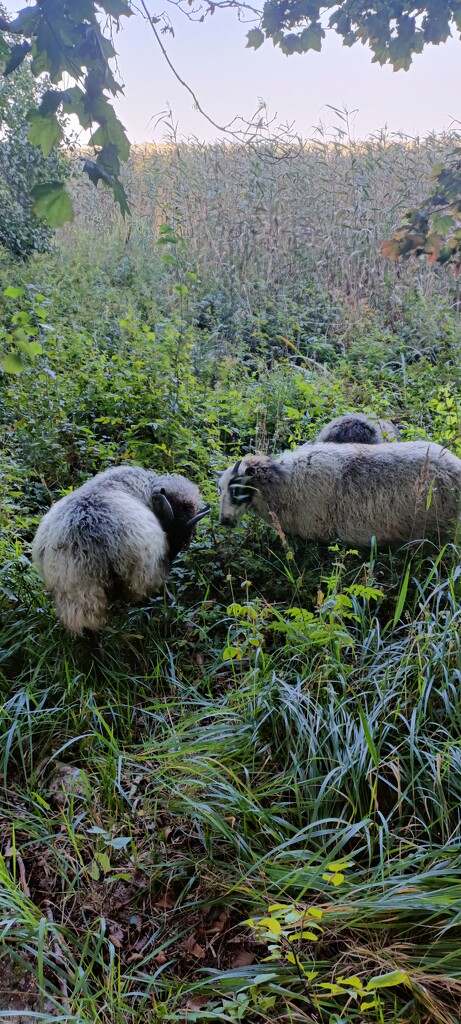 Lammassaari🐑 by aalensson