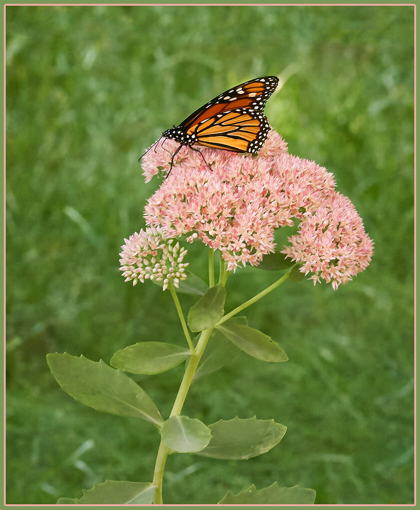 Monarch on Autumn Joy Sedum  by gardencat