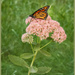 Monarch on Autumn Joy Sedum  by gardencat