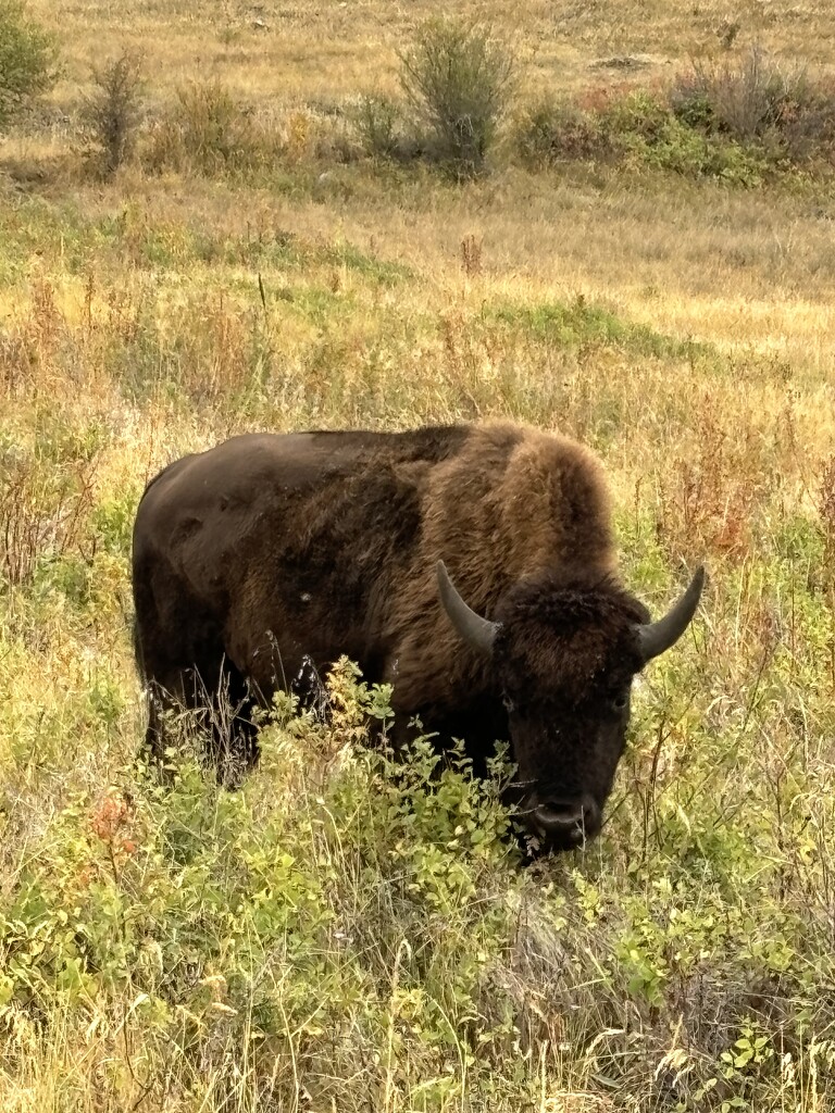 Bison Range by pirish