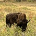 Bison Range