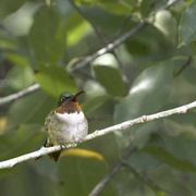 13th Sep 2024 - One of our post-Francine Ruby-throated Hummingbirds