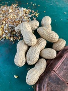 13th Sep 2024 - Peanut Day