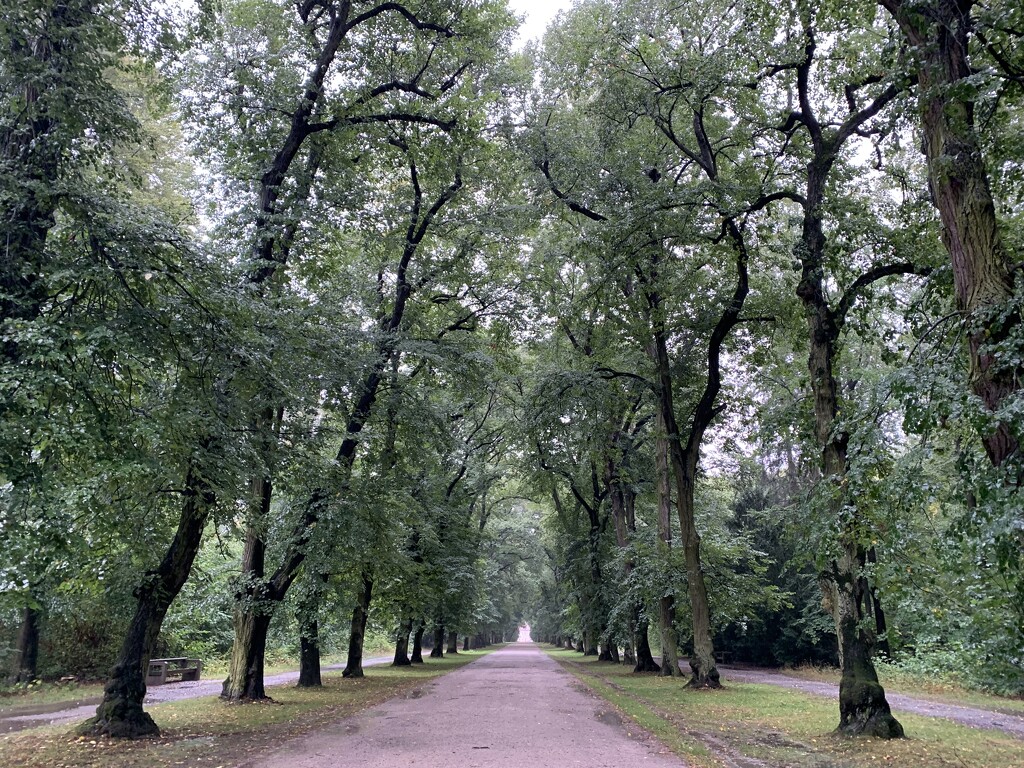 Tree lined avenue by koalagardens