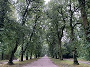 12th Sep 2024 - Tree lined avenue