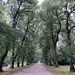 Tree lined avenue