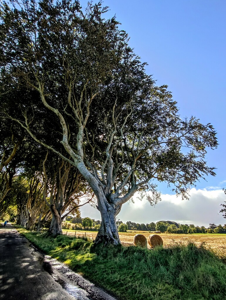 Dark Hedges  by countrylassie