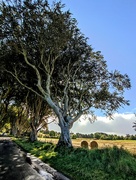 12th Sep 2024 - Dark Hedges 