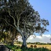 Dark Hedges 