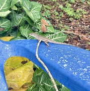 13th Sep 2024 - Backyard Anole