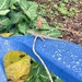 Backyard Anole