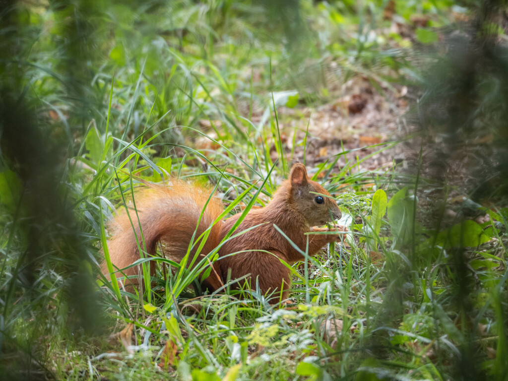 Squirrel by haskar