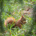 Squirrel by haskar