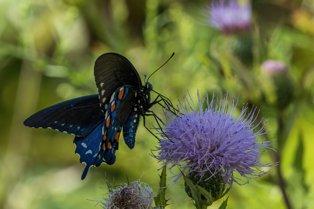 Fort Mountain Pollinator Garden by kvphoto