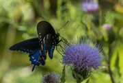 13th Sep 2024 - Fort Mountain Pollinator Garden