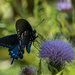 Fort Mountain Pollinator Garden by kvphoto