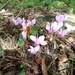 Autumn flowering 