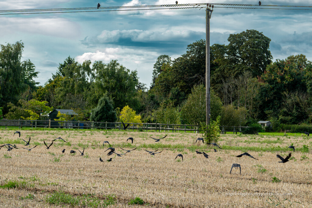 The Birds by nigelrogers