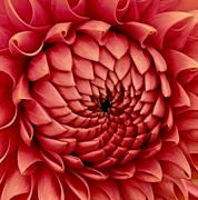 15th Sep 2024 - Centre of a red dahlia.