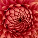 Centre of a red dahlia.