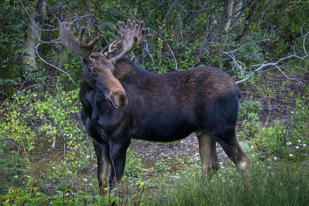 Bull Moose by kvphoto