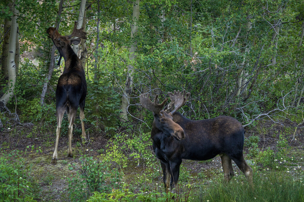 Two Bull Moose  by kvphoto