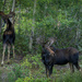 Two Bull Moose 