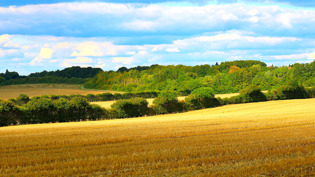 The straw has been bailed and collected. by neil_ge