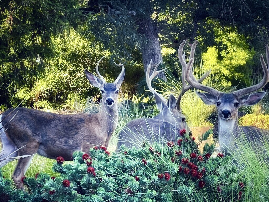 Intimate Place in The Forest by gardenfolk