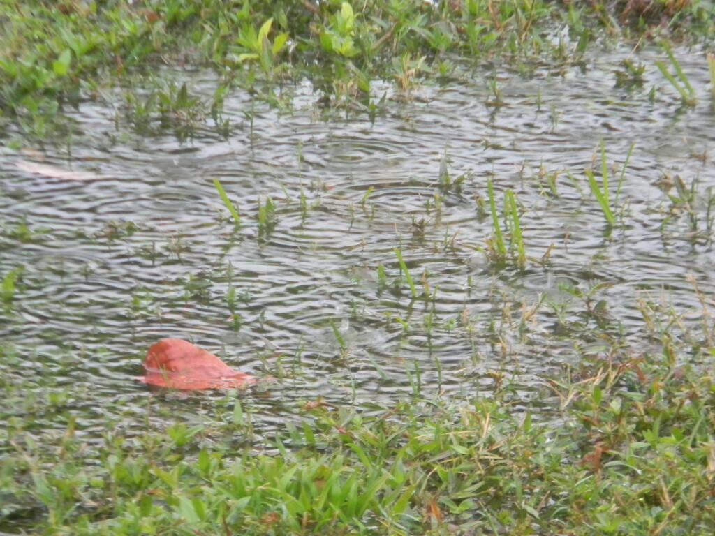 Puddles and Leaf in Grass by sfeldphotos