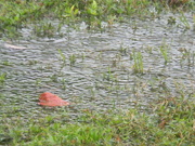 13th Sep 2024 - Puddles and Leaf in Grass