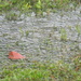 Puddles and Leaf in Grass by sfeldphotos