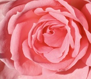 13th Sep 2024 - Pink Rose 