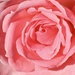 Pink Rose 