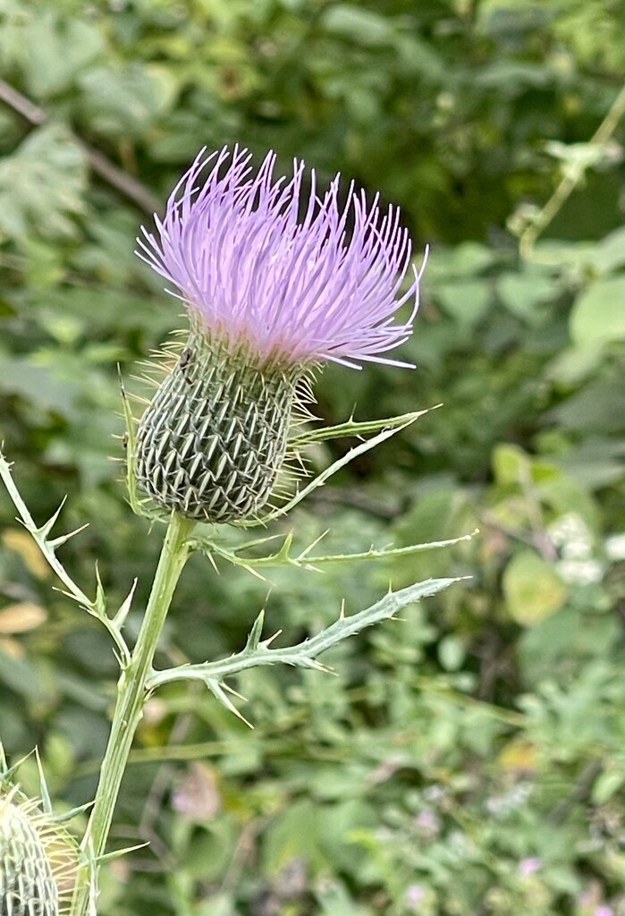 Thistle by essiesue