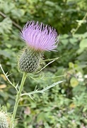 10th Sep 2024 - Thistle