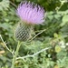 Thistle by essiesue