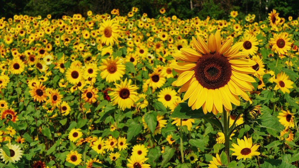 So many sunflowers! by ljmanning