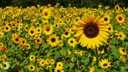 13th Sep 2024 - So many sunflowers!